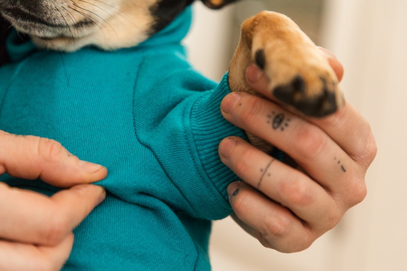 dog hoodie - the stitching of the zack &amp;amp; zoey basic hoodie is very durable.