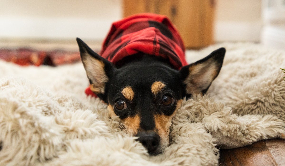 Best Dog Hoodie Review
