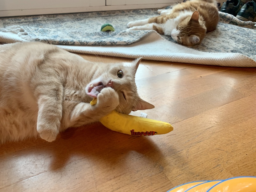 playtime in full effect!