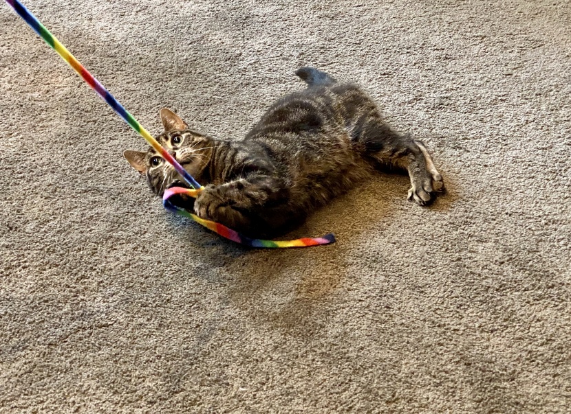 cat toys - tester tisa consistently chased and pounced on the cat dancer...