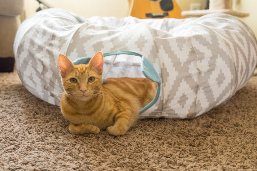 cat toys - a place to hide and play will keep your cat feeling safe, happy, and...