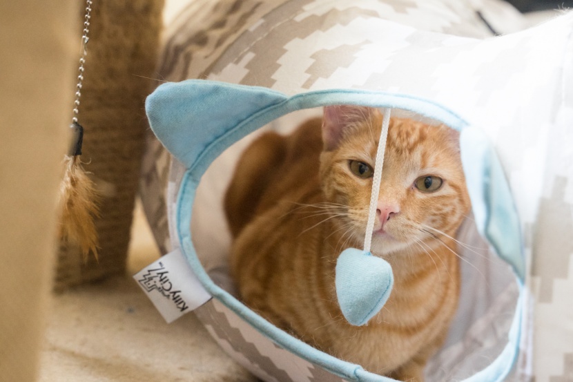 cat toys - the kitty city provides two openings with swing hearts to entertain...