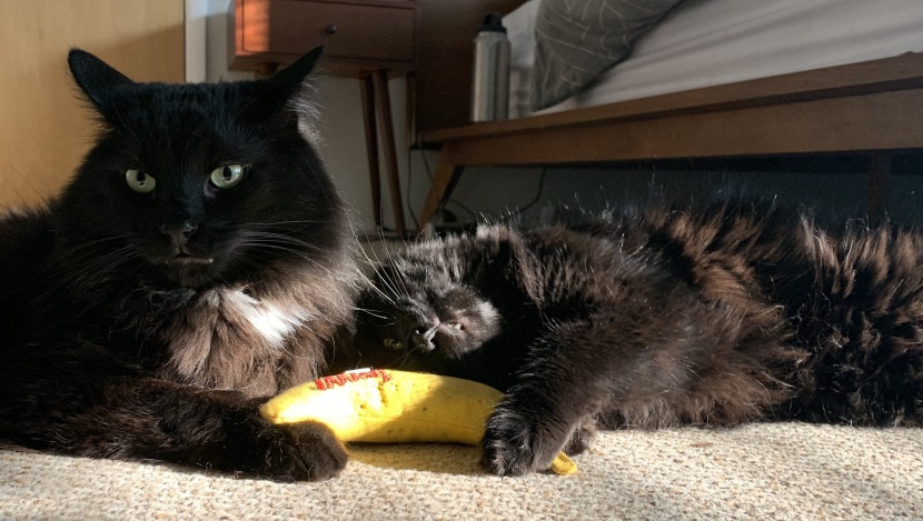 cat toys - the catnip inside the banana was more than potent enough to elicit a...