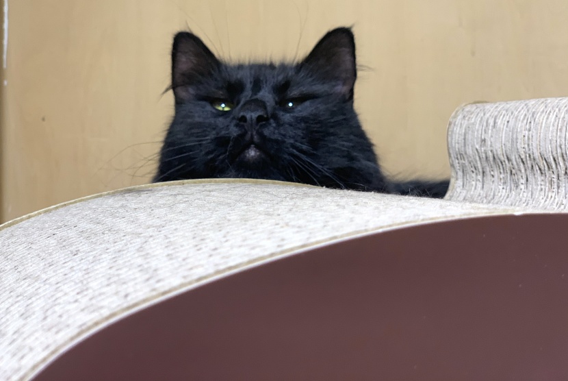 resting after putting the catify to good use.