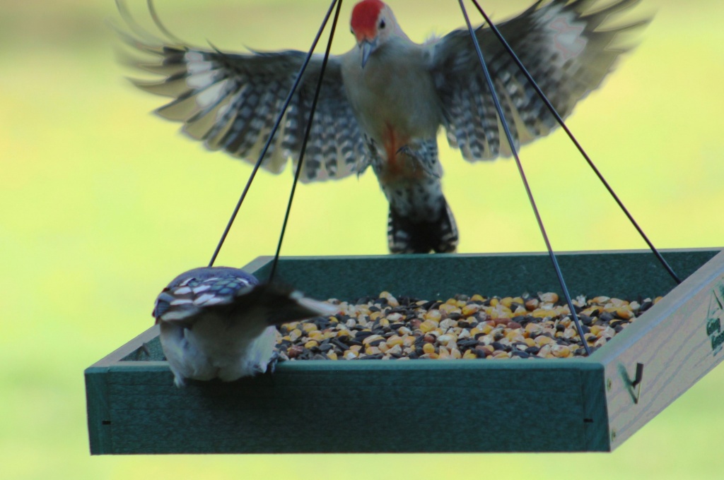 How to Clean Your Bird Feeder  All About Birds All About Birds