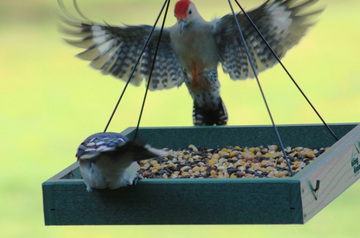 Best Bird Seed Review (We hope our in-depth testing can helps you find the best bird seed for the feathered friends in your yard.)