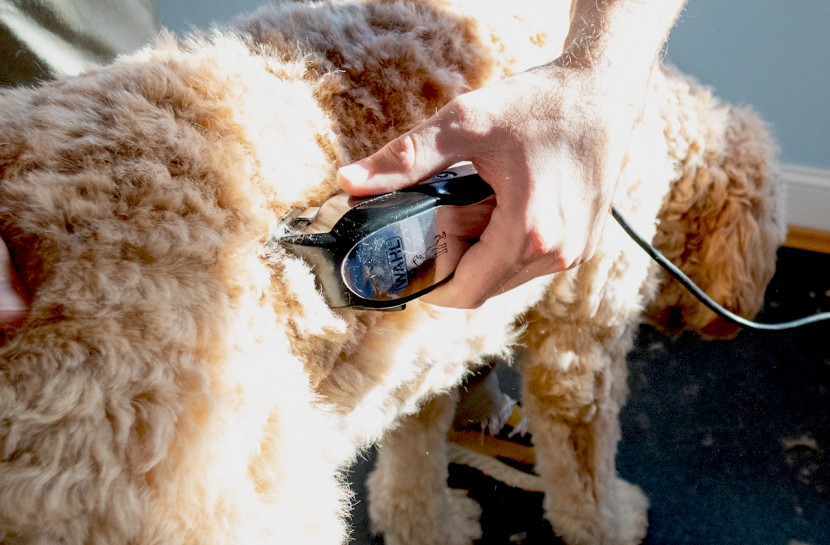 dog clippers - your wallet and your pup will thank you for picking the wahl pet-pro...