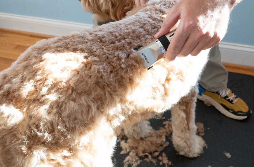 dog clippers - the oneisall cuts with ease, is easy to clean, and has an impressive...