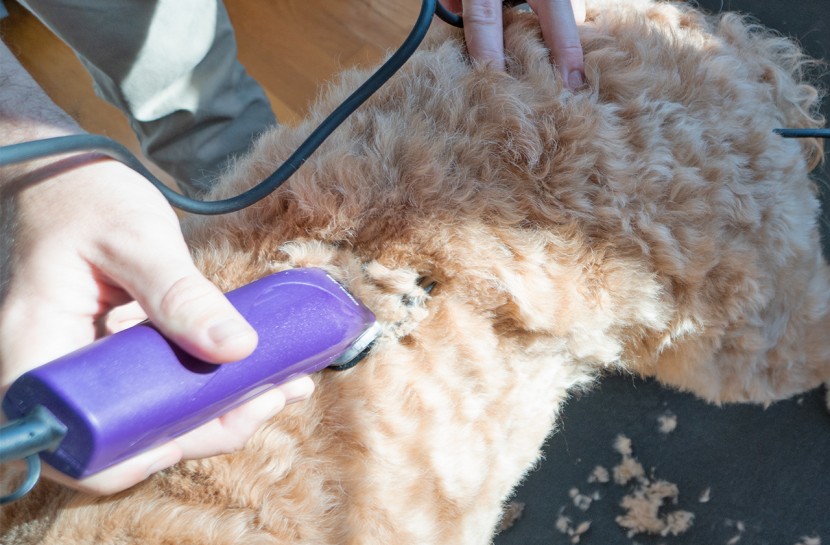 dog clippers - the andis easyclip pro features outstanding cutting effectiveness.
