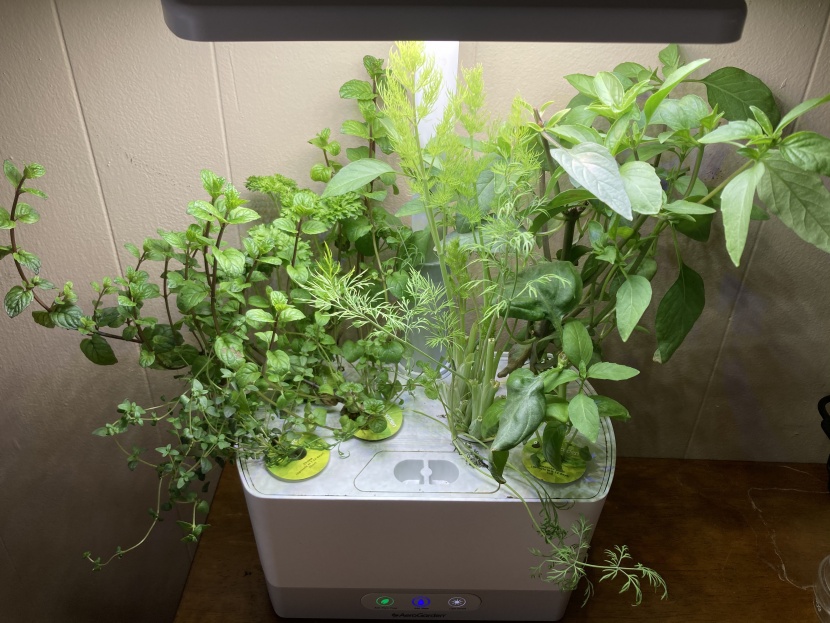 indoor garden - a bountiful harvest at your fingertips produced in a countertop...