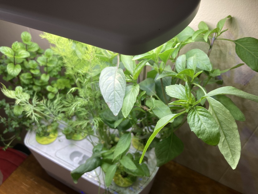 indoor garden - when it comes to plant options, we want the freedom to grow whatever...