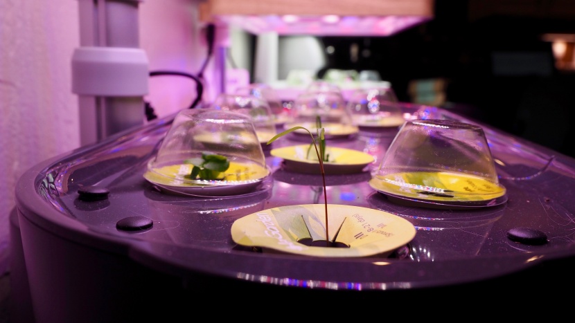 indoor garden - plant a seed and watch it grow. here we see promising beginnings...