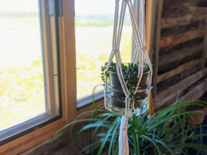 house plants - the vining string of pearls looks great in a hanging arrangement.