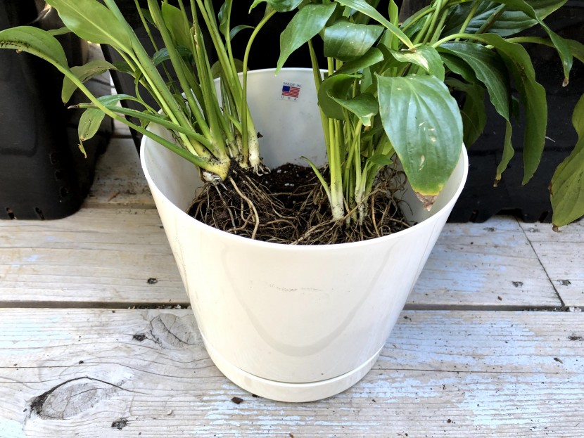 flower pot - the novelty brand planter was mostly reliable and unexciting. which...