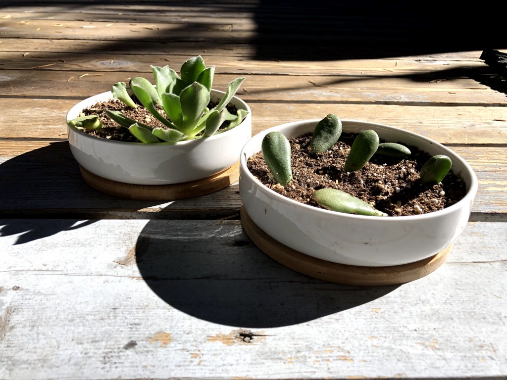 flower pot - collecting cuttings or planting very small succulents is about the...