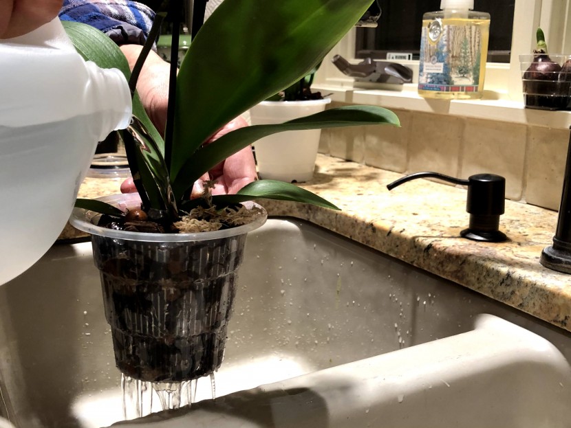 flower pot - the internal baskets found in the mkono orchid pots without a doubt...