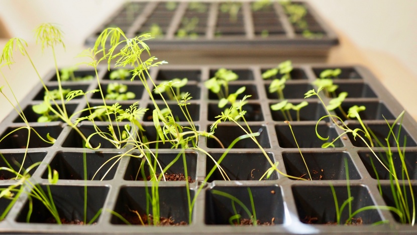 we germinated seeds in every kit, side-by-side.