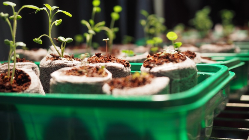 seed starter kit - the window garden seed starting kit is one of the easiest to use.