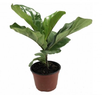 Lead photo for A Finicky and Beautiful Fig