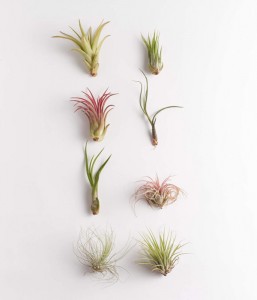 shop succulents live air 8 pack