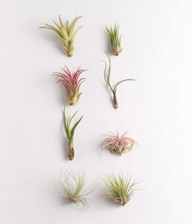 Lead photo for Best Low Maintenance Option