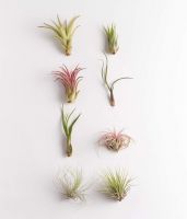 Best Low Maintenance Option