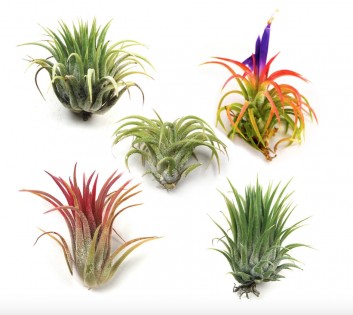 Lead photo for Another Low Maintenance Air Plant Pack