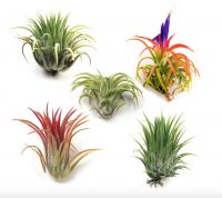 Another Low Maintenance Air Plant Pack