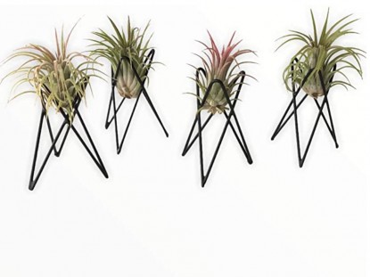 Lead photo for A Stylish Air Plant Holder
