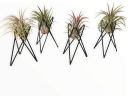 A Stylish Air Plant Holder