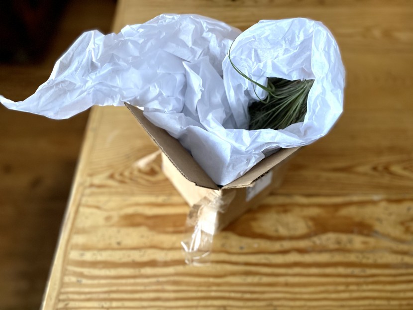 succulents - here the shop succulents air plant are neatly nestled into their...