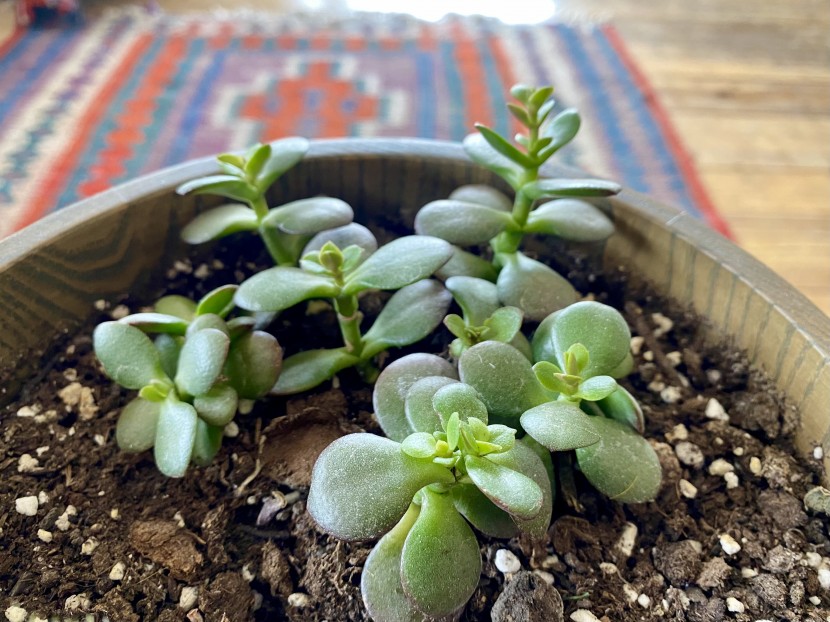 succulents - the bright green and deep purple coloring is a classic combination...