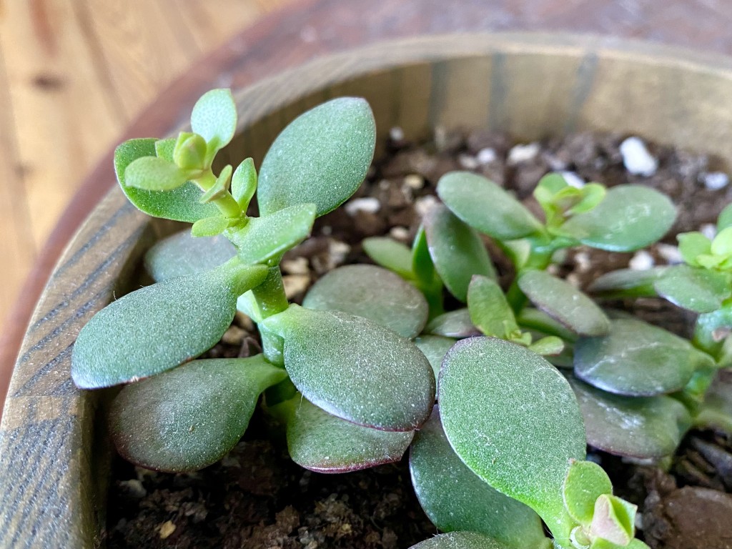 succulents - new little growth many months after initial transplanting in the...