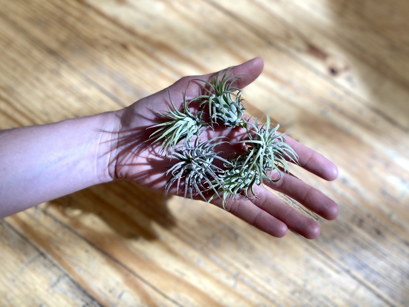 succulents - there was not a huge amount of variety in this pack, but all arrived...