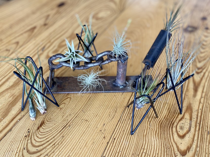 succulents - air plants provide unique shapes from more traditional succulents...