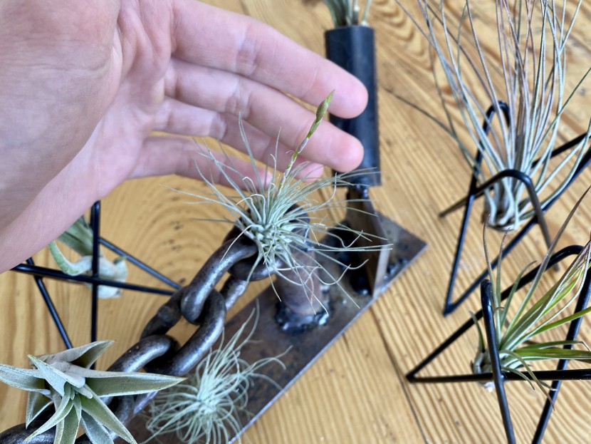 succulents - a new flower beginning to grow in the shop succulents air plant...