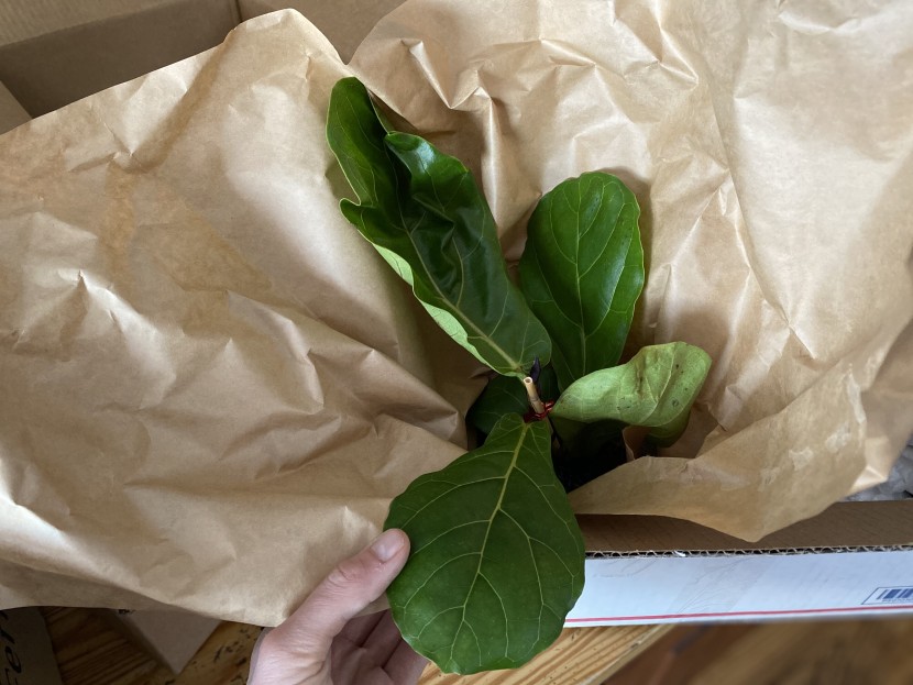 house plants - hirt's employs tissue paper and packing peanuts to protect the...