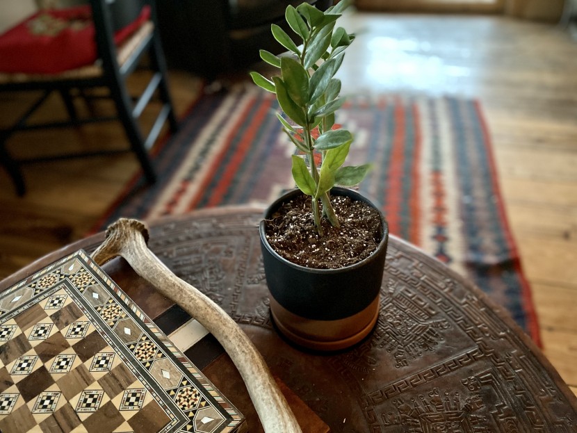 house plants - the zz plant hardly needs any attention to keep it thriving and at...