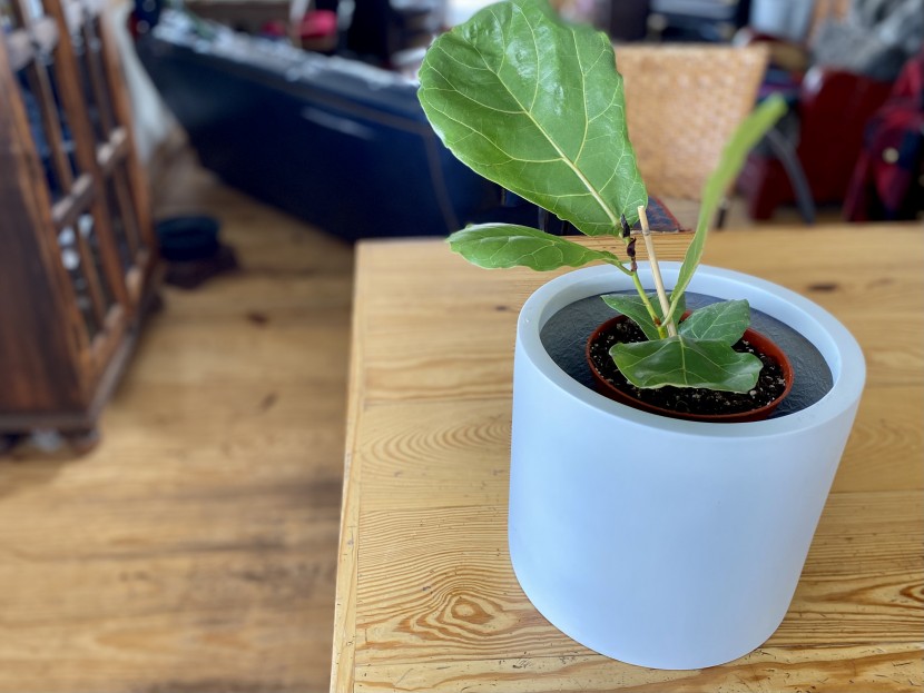 house plants - we loved the large, violin-shaped, glossy leaves of this fiddle leaf...