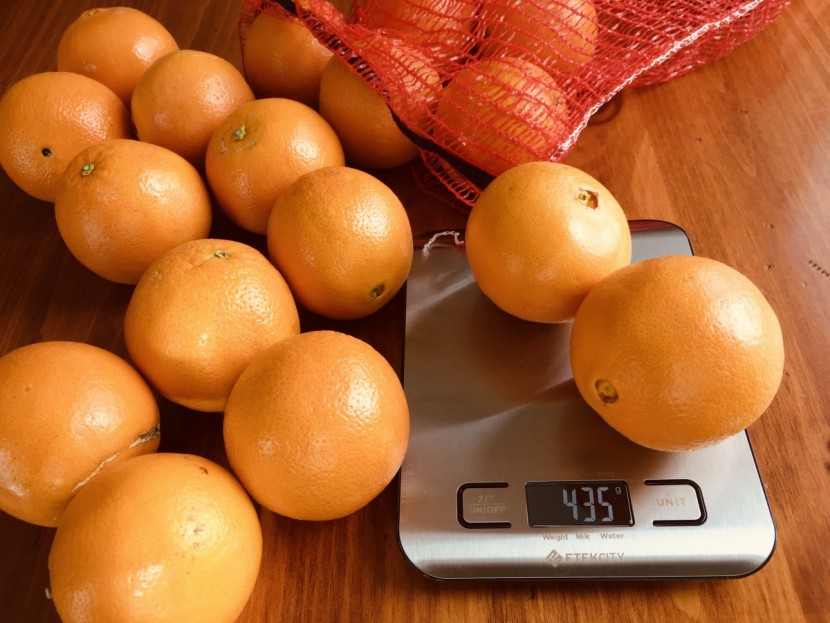 weighing oranges prior to testing to ensure consistency.
