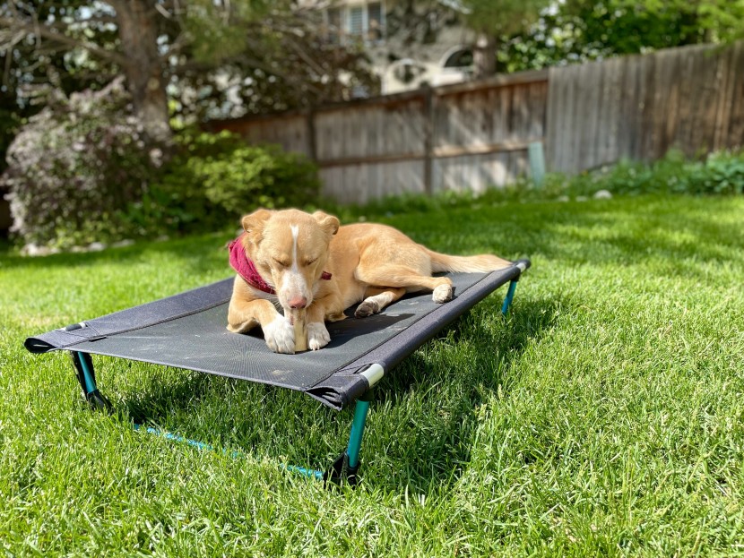 elevated dog bed - indy enjoying a bone while cooling off on the sleek design of the...