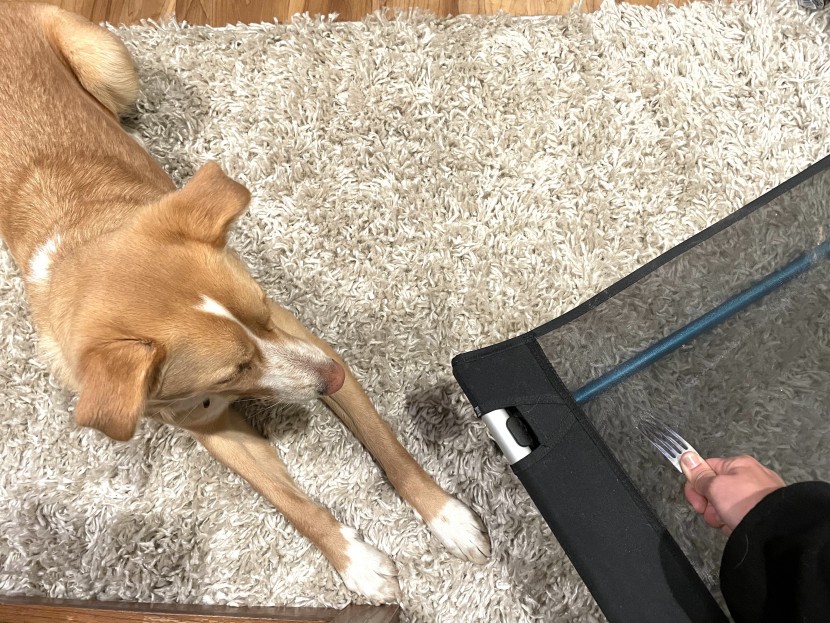 elevated dog bed - indy supervising the durability testing on the helinox cot.
