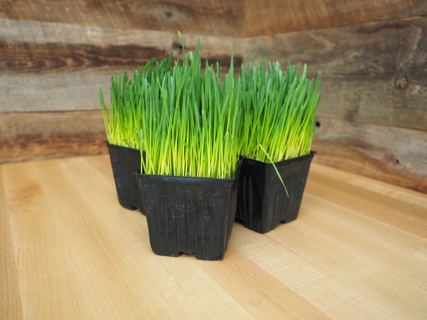 wheatgrass is full of micro-nutrients, but it is particularly...
