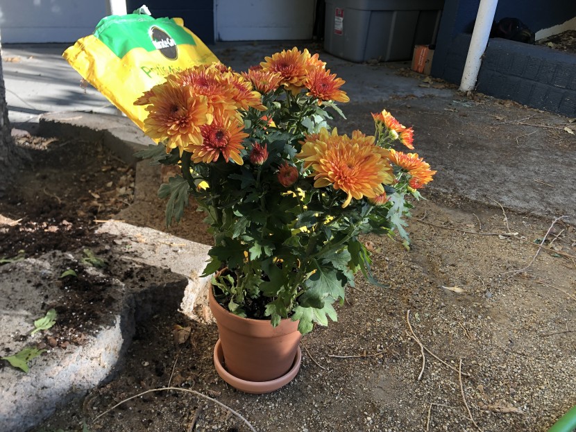 garden pot - these pots are timeless and a great size for small flowers or veggies.