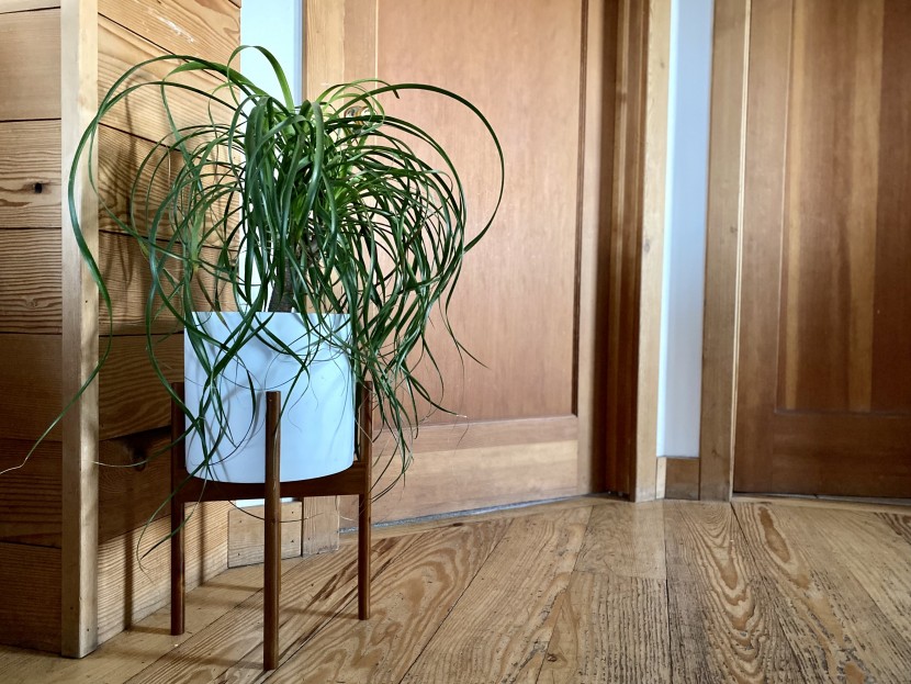 planter - the polished and smooth wooden stand really elevates the appearance...