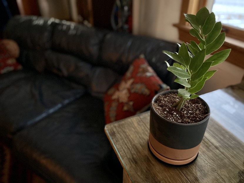 planter - we moved this plant all around our house, and found that it fit in...