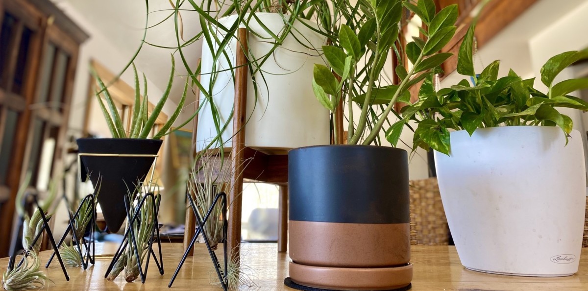 Best Planter Review (Happy, healthy plants in their new, spacious homes.)