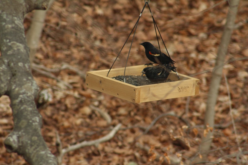 bird feeder - platform feeders like the cedar nature&#039;s way cedar are as easy as it...