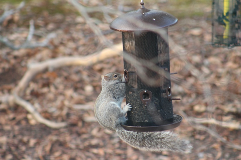 bird feeder - squirrels and rain squalls threaten the seeds in the more birds...