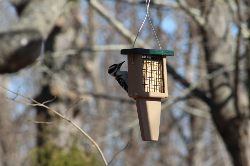 bird feeder - the birds choice suet feeder provides important calories for...